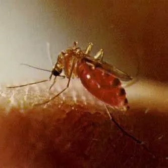 thumbnail for publication: The Florida SLE Mosquito, Culex (Culex) nigripalpus Theobald (Insecta: Diptera: Culicidae)